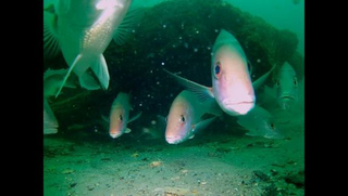 Illustration for article titled An ancient underwater forest has been discovered in the Gulf of Mexico